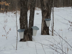 Still about 14" of snow in the woods but sap is running