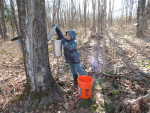 Aiden, our sap-hauler-in-training, helping with sap collection.