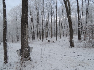 A beautiful, snowy morning in the woods.