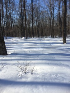 It is beautiful in the woods but wish this snow would melt.