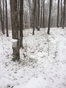 Beautiful snow today and it covered up the ugly bare spots. 