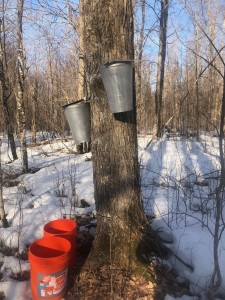 High wire act to get to some pails now that the snow is melting.