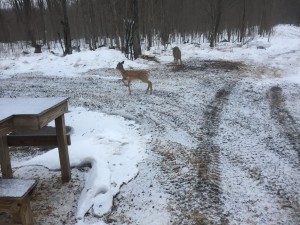 The reason we started feeding was because of this spotted fawn. It looks like she's going to make it through the winter.