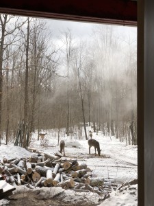 Lunch time! We have been feeding deer outside the sugar shack all winter and they are used to having us around.