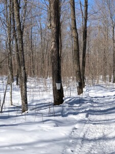 A beautiful day to be in the woods!