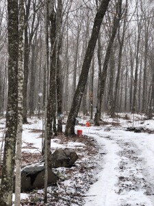 Collection pails waiting for pickup in the new fallen snow.