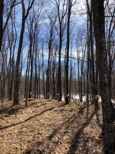 Most of our snow is gone so collecting is easy right now.