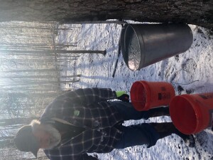 Sap hauler Jimmy. Notice the ice in the overflowing pail